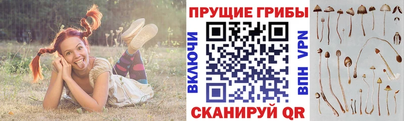 Псилоцибиновые грибы ЛСД площадка как зайти Кузнецк